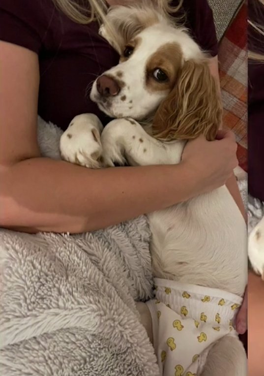 En video: Perrita se roba la atención en las redes por entender órdenes en diferentes idiomas 1 En video: Perrita se roba la atención en las redes por entender órdenes en diferentes idiomas Los animales son asombrosos y cada día nos demuestran lo inteligentes que son, pero que mejor lugar en estos tiempos, que las redes sociales para mostrar sus habilidades. Este es el caso de una perrita de raza Cocker Spaniel que ha dejado a más de un internauta sorprendido.