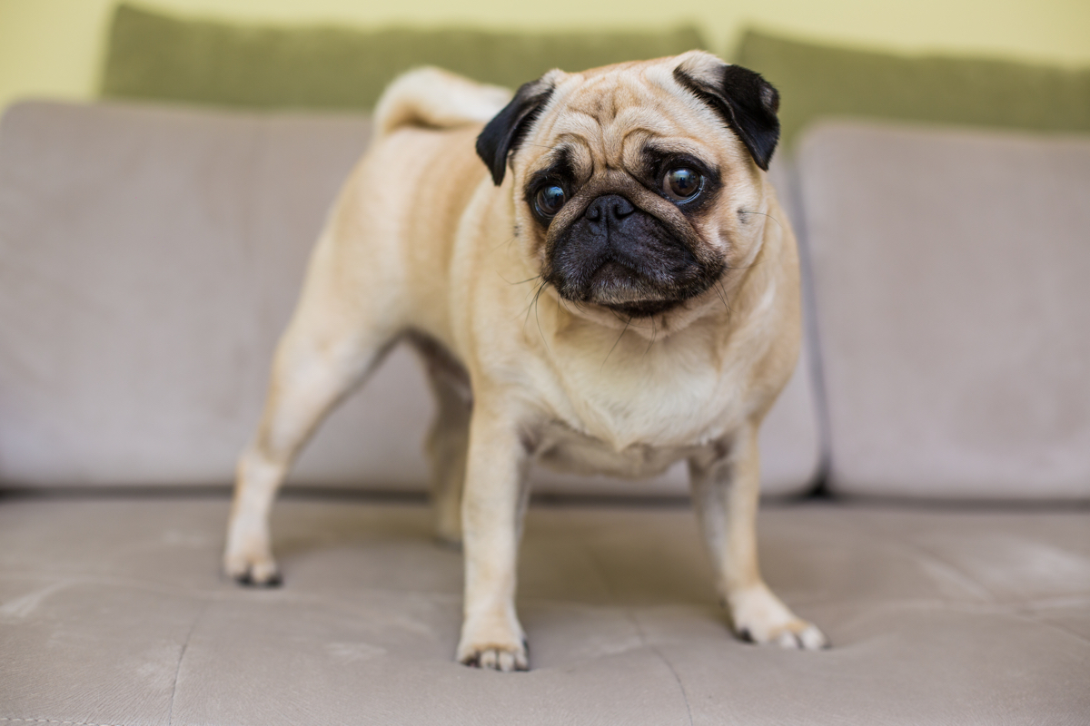 Arrestan a mujer que lanzó el perro de su novio de un séptimo piso En medio de una discusión con su pareja, una mujer decidió lanzar un perro de raza Pug por la ventana de un séptimo piso.