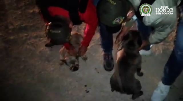 Recuperan a 6 perros Bulldog Francés que habían sido robados 2 Recuperan a 6 perros Bulldog Francés que habían sido robados En las últimas horas la Policía Nacional, a través del Gaula, logró rescatar a seis perros de raza Bulldog Francés que habían sido hurtados en el municipio de Villeta, Cundinamarca, y por los que estaban exigiendo grandes sumas de dinero para devolverlos.