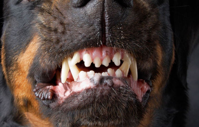 Mujer muere tras se atacada por perros Una mujer de 74 años de edad fue atacada de manera repentina por tres perros, entre ellos uno de raza pitbull; las heridas que estos animales le hicieron le causaron la muerte. El hecho sucedió en el municipio de Piedras, en el departamento del Tolima.