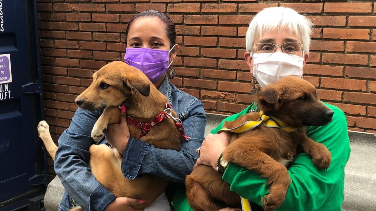 ¡Ojo! No se pierda de esta super jornada de bienestar animal en Bogotá El próximo 26 de marzo, los Institutos de Protección y Bienestar Animal de Bogotá, en conjunto con otras organizaciones, llevarán a cabo una nueva jornada de protección animal en el CAI Santo Domingo, el cual se encuentra ubicado en los límites entre el municipio de Soacha y Bogotá.