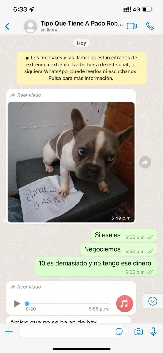 Recuperan a 6 perros Bulldog Francés que habían sido robados 1 Recuperan a 6 perros Bulldog Francés que habían sido robados En las últimas horas la Policía Nacional, a través del Gaula, logró rescatar a seis perros de raza Bulldog Francés que habían sido hurtados en el municipio de Villeta, Cundinamarca, y por los que estaban exigiendo grandes sumas de dinero para devolverlos.