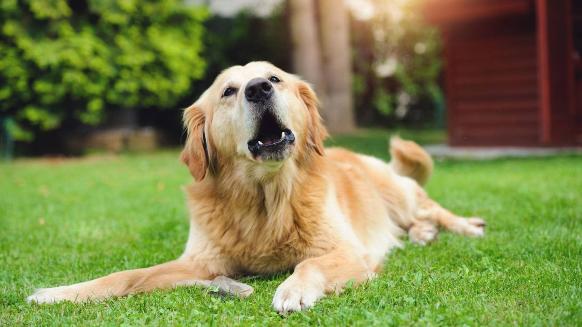 ¿Por qué mi perro ladra mucho y qué significa? Los ladridos del los perros pueden significar varias cosas; dependiendo de su comportamiento, la intermitencia y el tono varía lo que nuestra mascota nos quiere decir. A pesar de eso, es cierto que algunas razas, debido a causas genéticas, lo hacen más que otras.