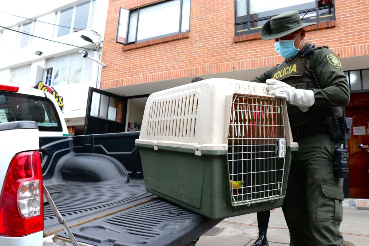 Rescatan a mono que tenían como mascota en Kennedy En el barrio María Paz de la localidad de Kennedy se realizó el rescate de un mono ardilla que era tenido como mascota en una vivienda bajo condiciones inapropiadas que ponían en riesgo su salud.