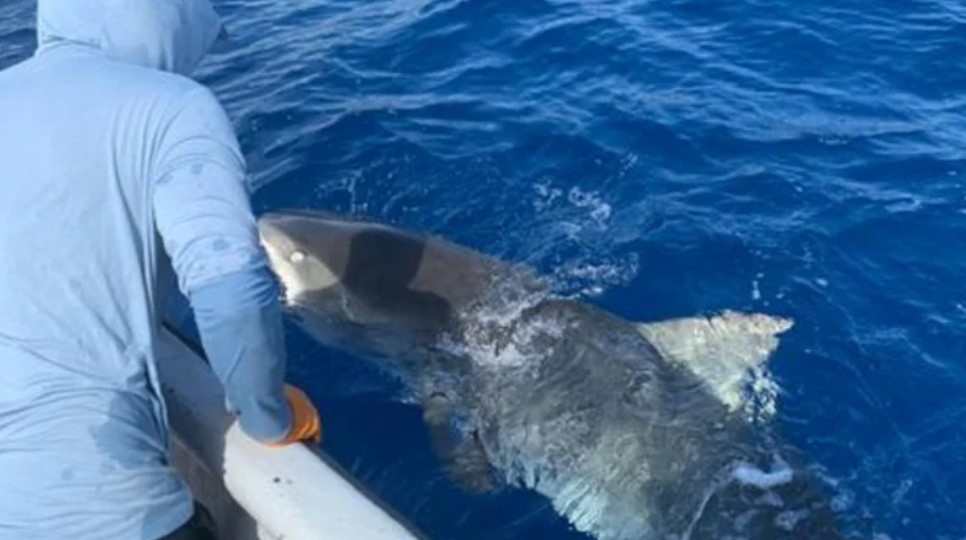 Capturan y reubican a tiburón que mató a turista en San Andrés 9 Capturan y reubican a tiburón que mató a turista en San Andrés En la misma zona de la isla de San Andrés donde el pasado viernes, 18 de marzo, un tiburón mordió y le causó la muerte a un turista italiano, fue capturada una hembra de la especie tigre.