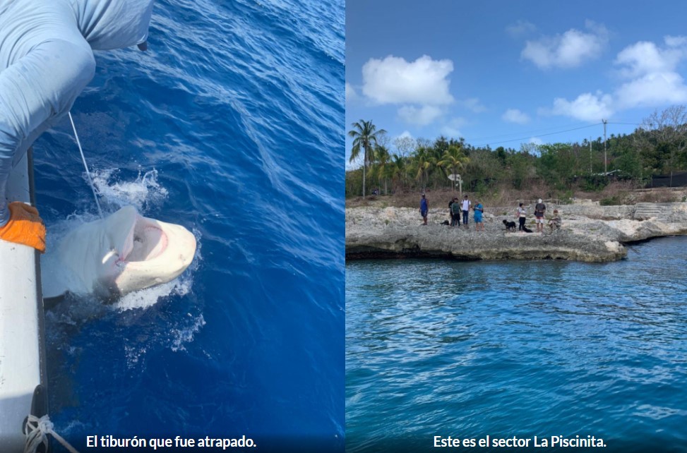 Capturan y reubican a tiburón que mató a turista en San Andrés 1 Capturan y reubican a tiburón que mató a turista en San Andrés En la misma zona de la isla de San Andrés donde el pasado viernes, 18 de marzo, un tiburón mordió y le causó la muerte a un turista italiano, fue capturada una hembra de la especie tigre.