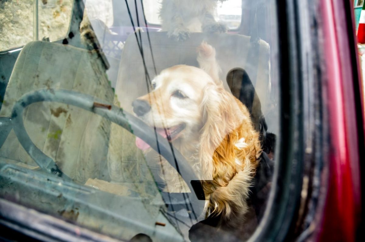 EN VIDEO: Pareja lleva 5 meses viviendo en su carro, junto a sus 6 perros 3 EN VIDEO: Pareja lleva 5 meses viviendo en su carro, junto a sus 6 perros Llega el amanecer y don José Gregorio, muy enruanado y con el barullo de sus seis perros rumiando, sale de su Renault 4 dispuesto a iniciar un nuevo día, a sus 76 años. María Antonia, su esposa, también abre sus ojos: está sentada, tiene 51 años, y para aliviar el cansancio de la espalda, se baja del ‘pichirilo’ rojo con su marido a mirar qué hay de comer.