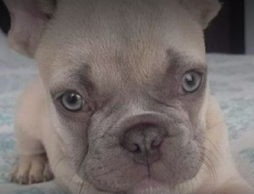 Pillos se robaron un perrito en Engativá y ahora extorsionan a su familia 10 Pillos se robaron un perrito en Engativá y ahora extorsionan a su familia Lea también: Indignación por cinco perritos que fueron quemados vivos
