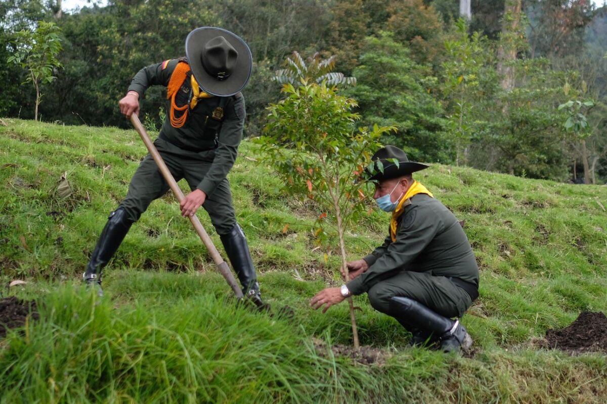 Comenzó el propósito del Gobierno de sembrar 4 millones de árboles en una semana 1 Comenzó el propósito del Gobierno de sembrar 4 millones de árboles en una semana Con jornadas de siembras en distintas regiones y con alianzas entre empresas privadas, el Ministerio de Ambiente inició la Gran Sembratón Nacional que tiene el propósito de sembrar otros cuatro millones de árboles durante la próxima semana.