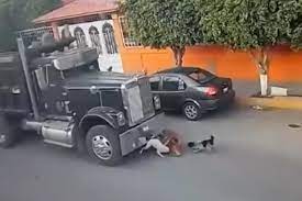 ¡El mata perros! Hombre arrolló cinco perritos que estaban en la calle 1 ¡El mata perros! Hombre arrolló cinco perritos que estaban en la calle Aunque el camionero dijo que no fue intencional, una de las dueñas de los perros aseguró que pudiéndolo evitar los terminó arrollando.