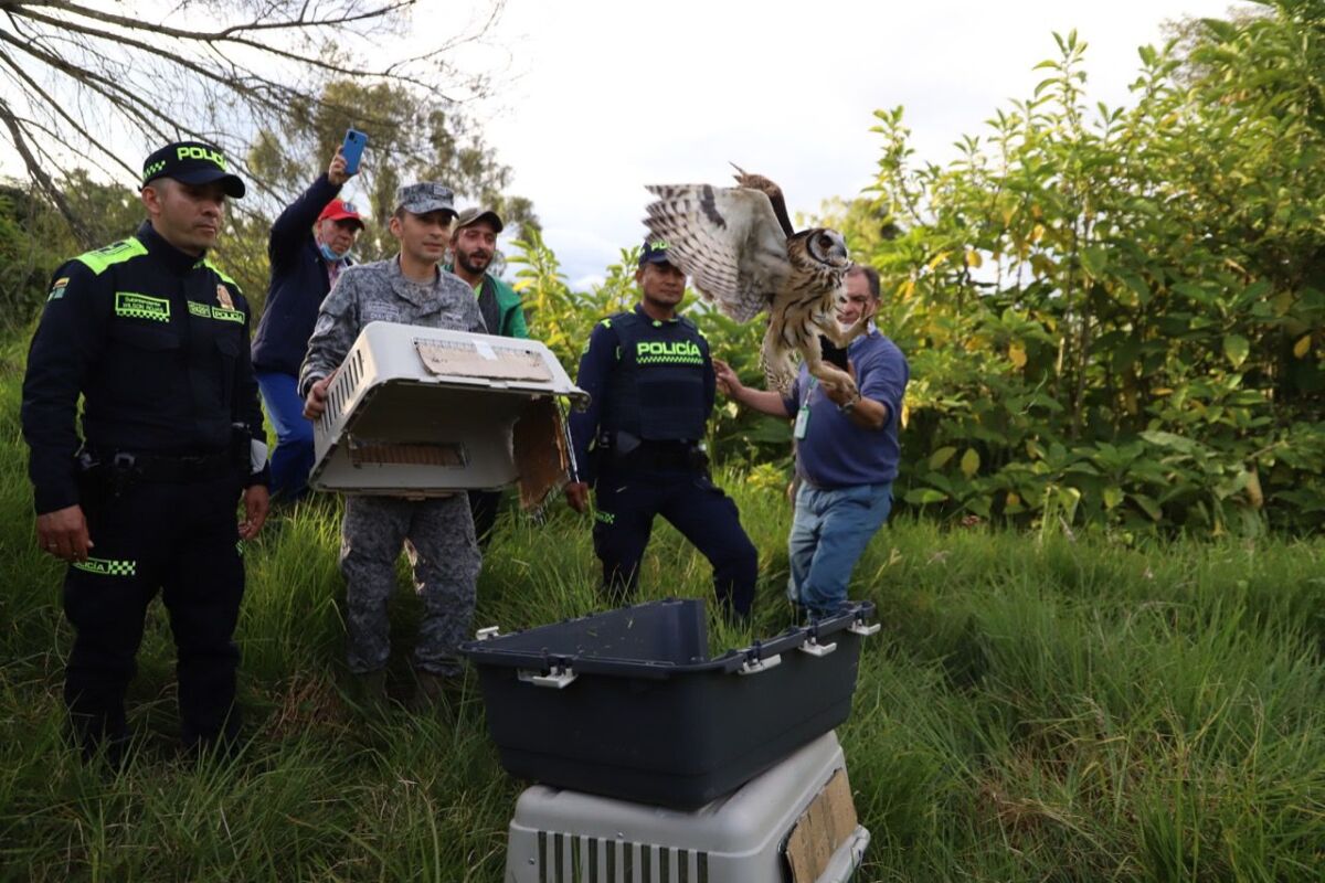 Liberan a 33 animales silvestres en el humedal de Bogotá 1 Liberan a 33 animales silvestres en el humedal de Bogotá En el marco de la conmemoración del Día Internacional de la Tierra, la Secretaría de Ambiente regresó a la libertad a 33 animales silvestres en el humedal La Conejera, en el noroccidente de la ciudad.