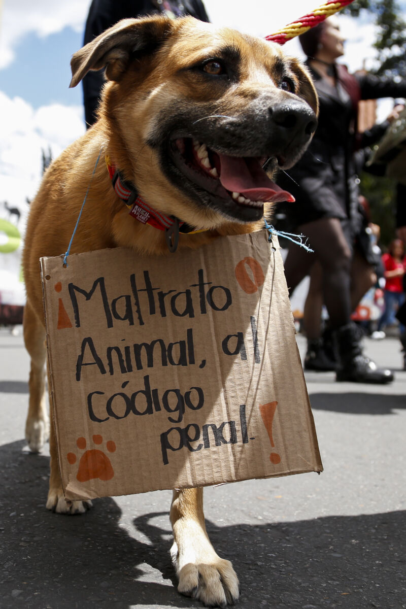 Judicializan a dos personas por maltrato animal Hechos de violencia contra animales en las ciudades de Bogotá y Apía, Risaralda, suscitó la investigación de dos personas que se vieron involucradas en la muerte de dos perros y que fueron presentados ante jueces de control de garantías.