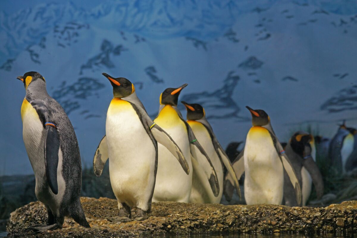 Ofrecen hasta 2.000 euros por contar pingüinos en la Antártida 8 Ofrecen hasta 2.000 euros por contar pingüinos en la Antártida El Fondo Antártico de Reino Unido pagará hasta 2.000 euros por contar cuántos pingüinos hay en la Antártida.