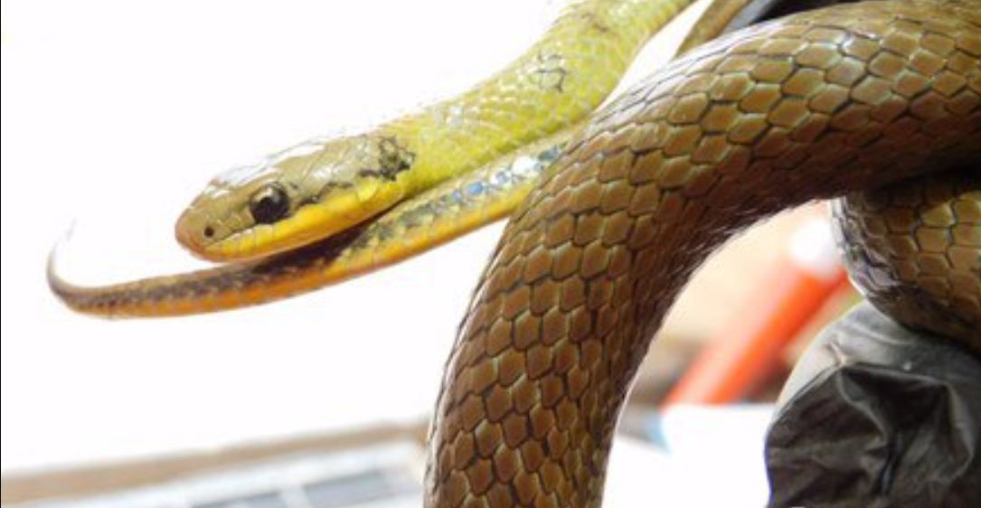 Hallan extraña especie de serpiente en las obras del Metro Trabajadores encargados de la construcción del primer taller del Metro de Bogotá, ubicado en Bosa, quedaron totalmente sorprendidos ya que, al momento de remover la tierra en el lugar, encontraron una serpiente de pantano que no se veía desde hace más de 10 años.
