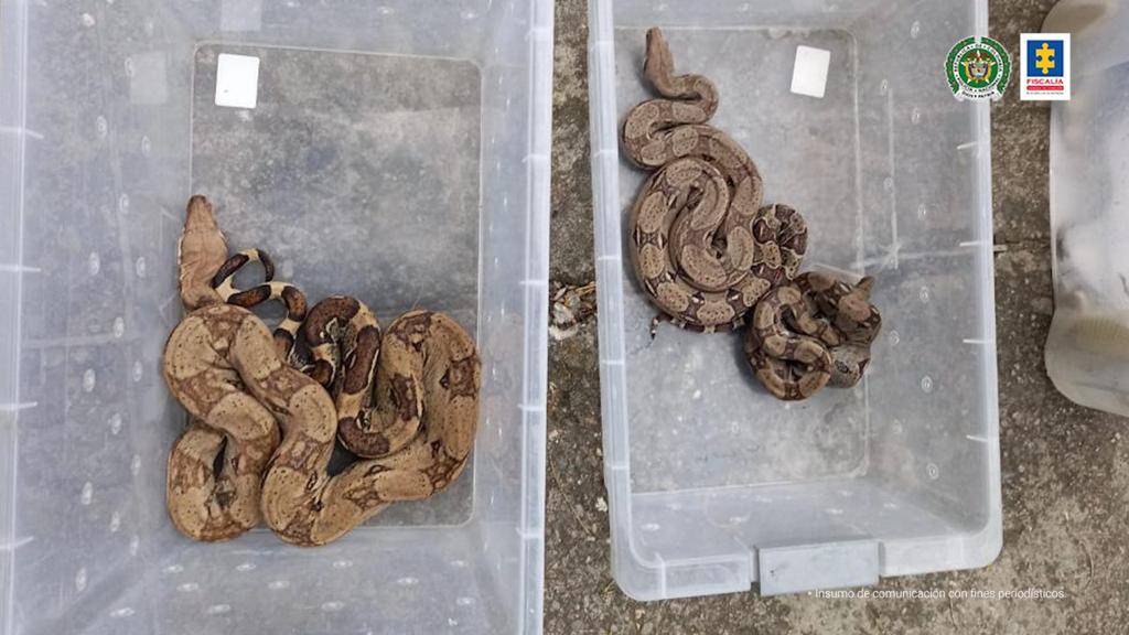 Enviaban animales silvestres como encomiendas en flotas 3 Enviaban animales silvestres como encomiendas en flotas Una red a nivel nacional fue capturada y judicializada por la Fiscalía por comercializar ilegalmente animales silvestres y exóticos que eran enviados como encomiendas entre buses de servicio público y transporte de carga.