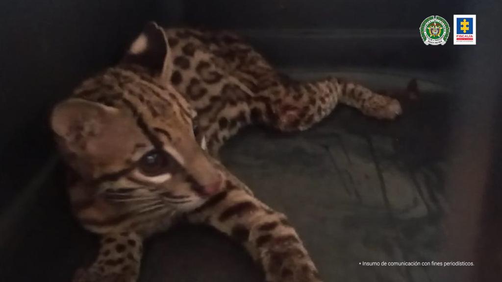 Enviaban animales silvestres como encomiendas en flotas 2 Enviaban animales silvestres como encomiendas en flotas Una red a nivel nacional fue capturada y judicializada por la Fiscalía por comercializar ilegalmente animales silvestres y exóticos que eran enviados como encomiendas entre buses de servicio público y transporte de carga.