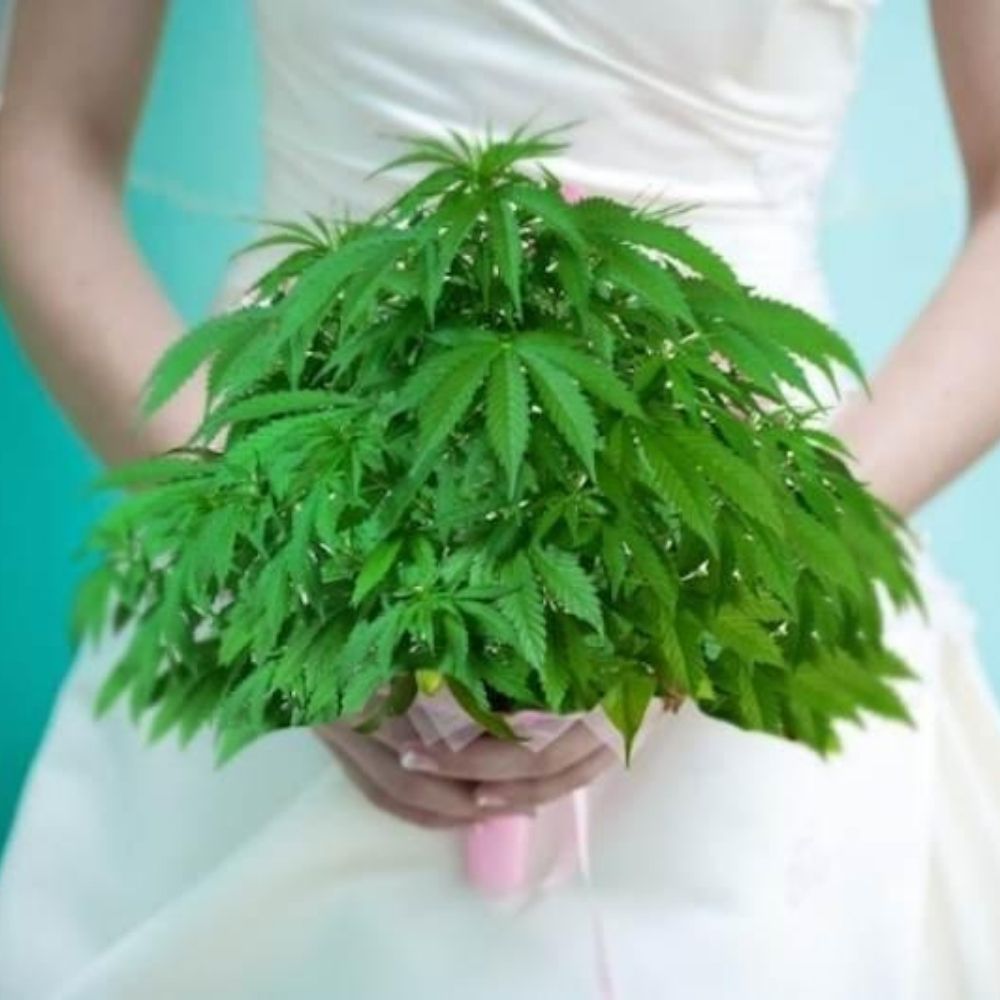Detienen a novia que le puso marihuana a la comida de su boda 2 Detienen a novia que le puso marihuana a la comida de su boda Una mujer de Florida, en el sureste de Estados Unidos, acabó entre rejas tras decidir mezclar marihuana con la comida servida durante su banquete de bodas en febrero, informaron medios locales este jueves.