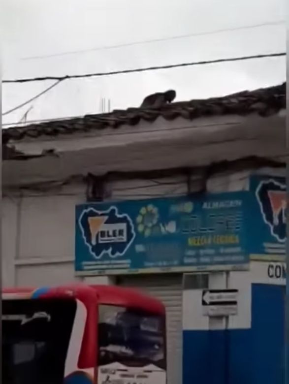 EN VIDEO: captan a supuesta bruja encaramada en tejado de una casa 1 EN VIDEO: captan a supuesta bruja encaramada en tejado de una casa Aterrorizados se encuentran los habitantes del municipio de Santander de Quilichao, en el departamento de Cauca, luego de que una supuesta bruja se posara sobre el techo de una vivienda ubicada en el centro. En redes sociales se viralizó un video de la supuesta bruja sobre la casa.