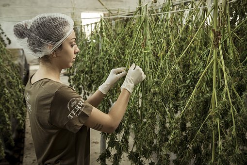 Gobierno emite resolución que pretende reglamentar el comercio de cannabis Los ministerios de Justicia, Agricultura y Comercio emitieron la resolución conjunta 539 de 2022 que pretende reglamentar las operaciones de comercio exterior de semillas para siembra, grano, componente vegetal, plantas de cannabis, cannabis, derivados de cannabis y productos relacionados.
