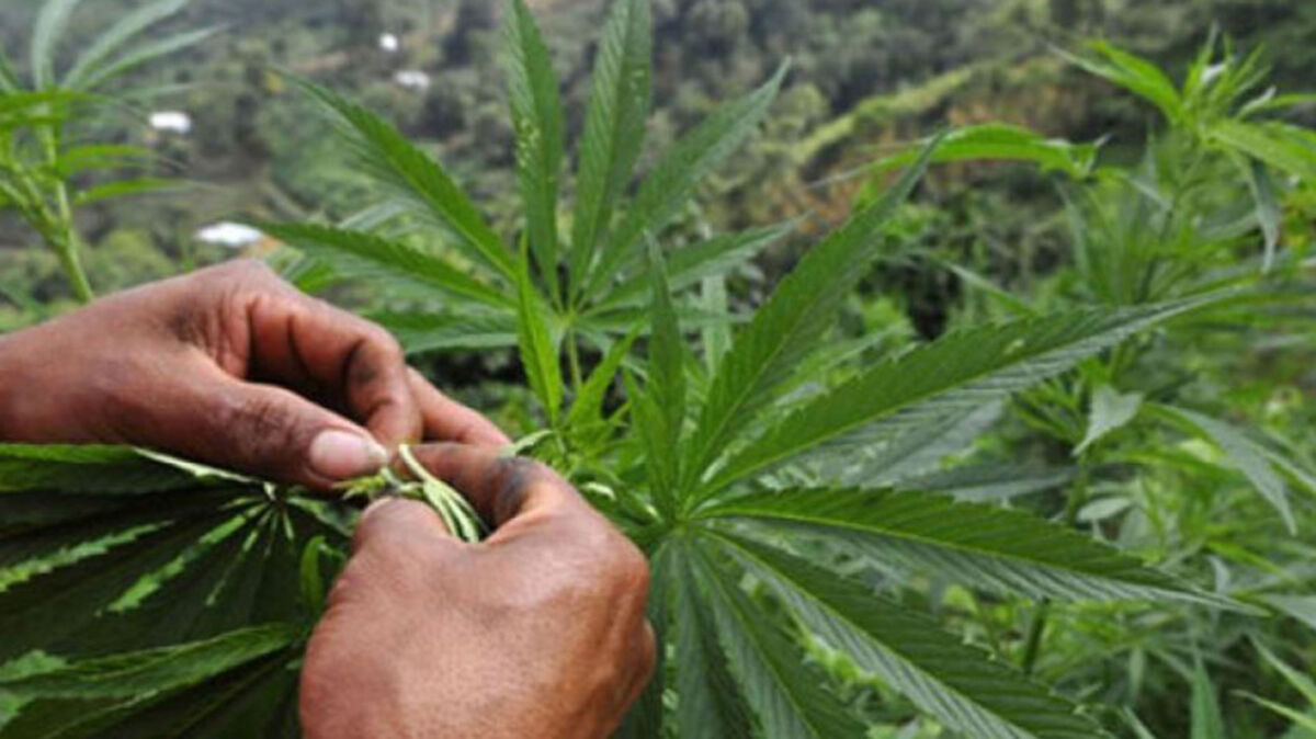 ¿Por qué el 4/20 se celebra el Día de la marihuana? Decenas de miles de estadounidenses se reunirán en parques y plazas de ciudades, entre una bruma de humo de marihuana, para celebrar el miércoles una droga que sigue siendo ilegal en muchas partes de Estados Unidos.