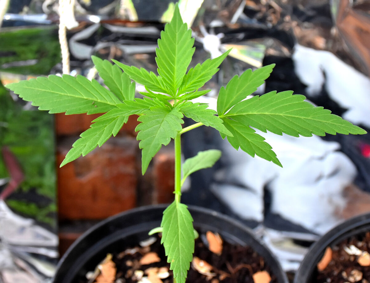 ¿Por qué el 4/20 se celebra el Día de la marihuana? Decenas de miles de estadounidenses se reunirán en parques y plazas de ciudades, entre una bruma de humo de marihuana, para celebrar el miércoles una droga que sigue siendo ilegal en muchas partes de Estados Unidos.