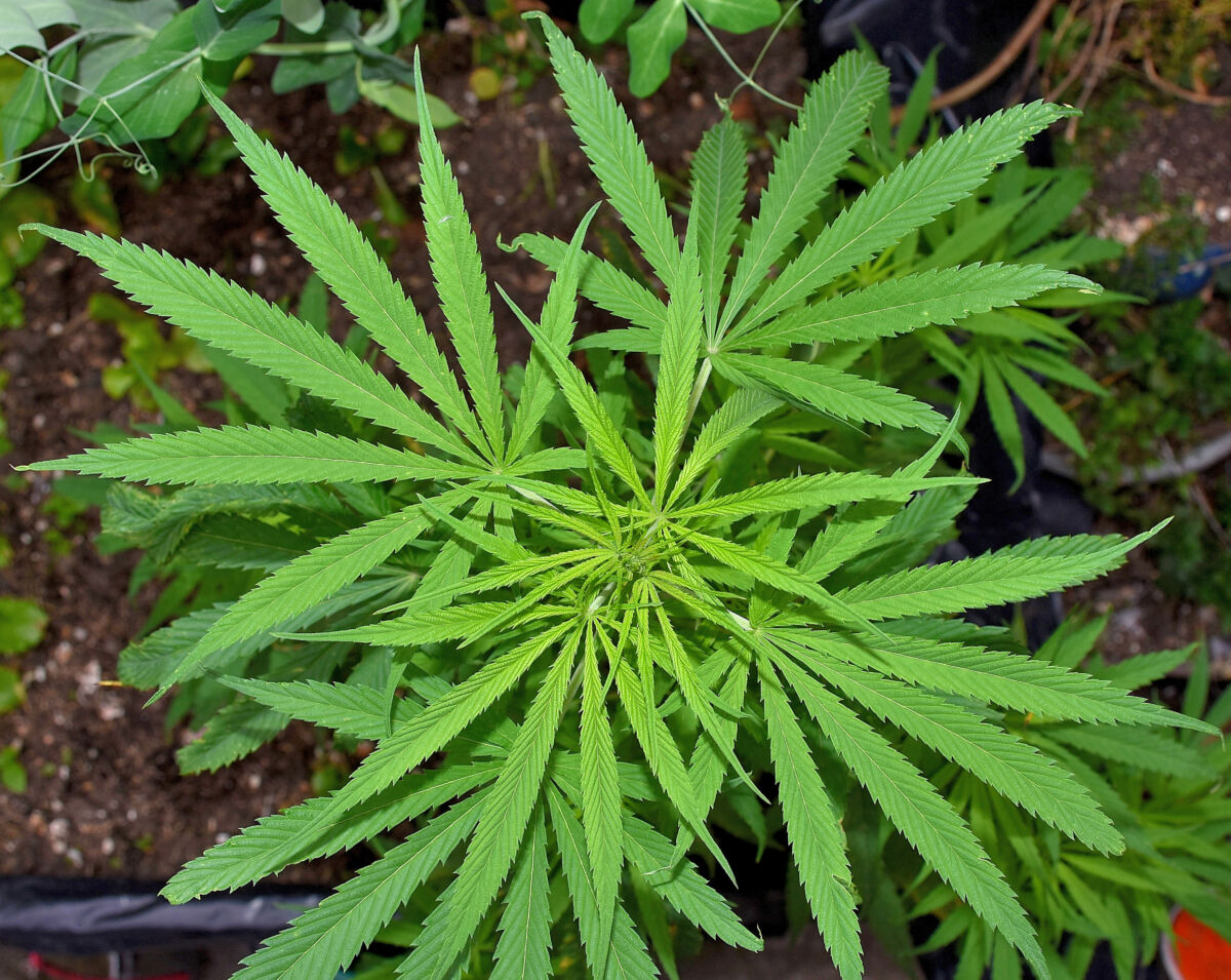 ¿Por qué el 4/20 se celebra el Día de la marihuana? Decenas de miles de estadounidenses se reunirán en parques y plazas de ciudades, entre una bruma de humo de marihuana, para celebrar el miércoles una droga que sigue siendo ilegal en muchas partes de Estados Unidos.