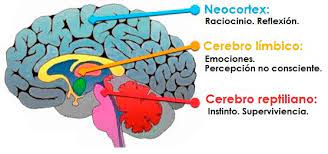 Así actúa nuestro cerebro frente al miedo 2 Así actúa nuestro cerebro frente al miedo Cuando los humanos manifestamos temor frente a alguna situación, nuestro cerebro activa en simultáneo un montón de mecanismos de defensa que, a su vez, desencadenan en otro tipo de sentimientos y comportamientos cuya influencia en nuestro cuerpo es inmediata. Conscientes de ello, un grupo de científicos británicos de la Universidad de Bristol (Inglaterra) descubrieron el comportamiento exacto de nuestro cerebro en estos escenarios con el fin de buscar soluciones que permitan tratar otro tipo de trastornos como la ansiedad y la depresión.