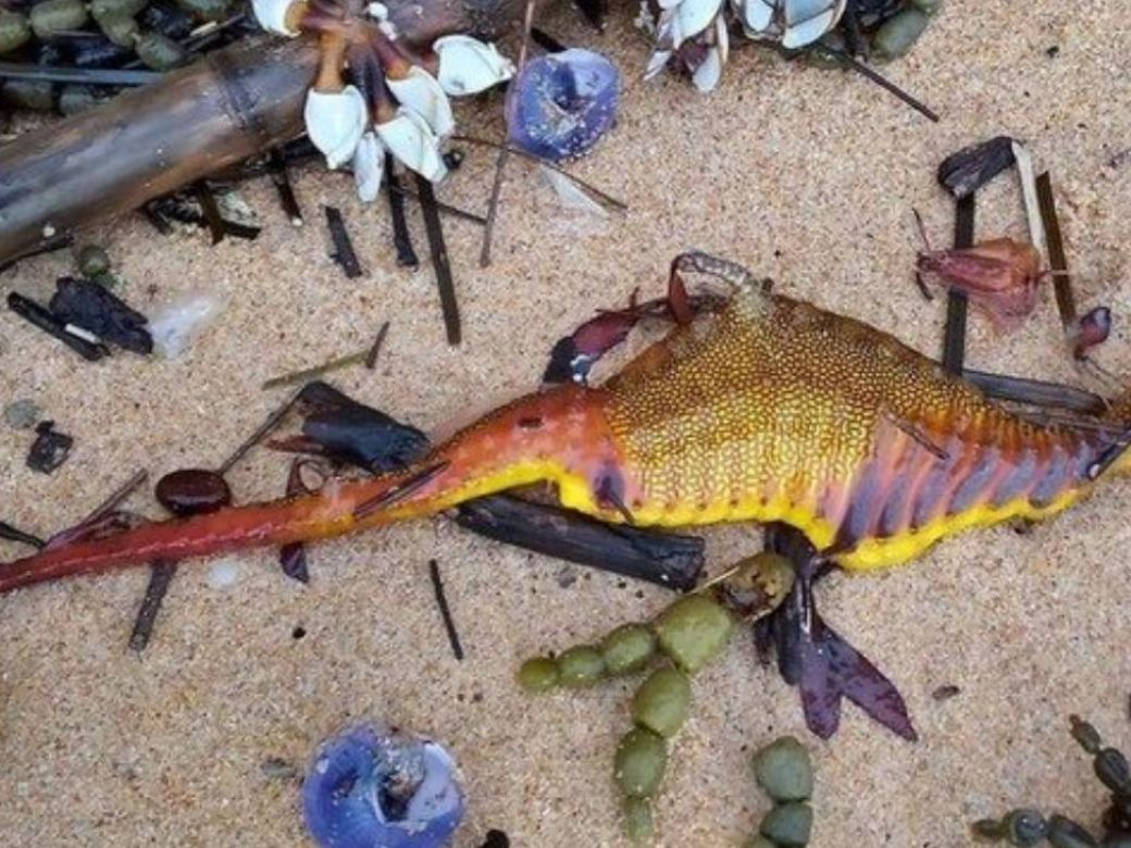 Misteriosas apariciones de ‘dragones’ marinos En los últimos días se han reportado apariciones de criaturas extrañas, muy parecidas a los dragones, que provienen del fondo del mar, pero por misteriosas razones las han encontrado a las orillas de concurridas playas. &nbsp;