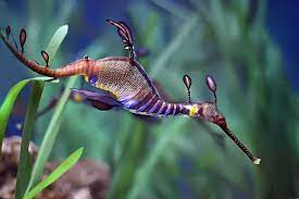 Misteriosas apariciones de ‘dragones’ marinos En los últimos días se han reportado apariciones de criaturas extrañas, muy parecidas a los dragones, que provienen del fondo del mar, pero por misteriosas razones las han encontrado a las orillas de concurridas playas. &nbsp;