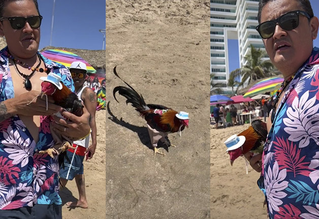 Se llevó hasta el gallo a sus vacaciones en la playa 4 Se llevó hasta el gallo a sus vacaciones en la playa A un hombre no le bastó con llevarse su gallo a sus vacaciones a la playa, sino que también le puso un sombrero y lo vistió con un pantalón, acaparando así la atención de otros turistas. Para el mexicano, su mascota "se merece lo mejor".