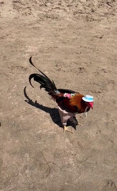Se llevó hasta el gallo a sus vacaciones en la playa 1 Se llevó hasta el gallo a sus vacaciones en la playa A un hombre no le bastó con llevarse su gallo a sus vacaciones a la playa, sino que también le puso un sombrero y lo vistió con un pantalón, acaparando así la atención de otros turistas. Para el mexicano, su mascota "se merece lo mejor".