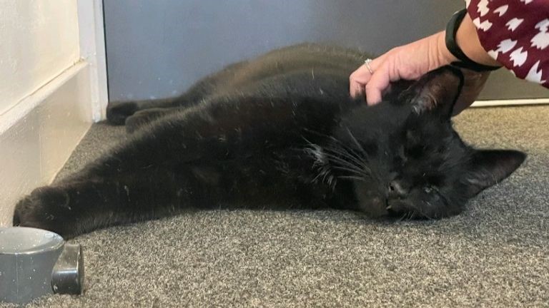 Encuentran a gato extraviado hace 5 años en una plataforma petrolera en el mar 6 Encuentran a gato extraviado hace 5 años en una plataforma petrolera en el mar Un gato que desapareció hace cinco años de su hogar en Escocia fue encontrado en una plataforma petrolera frente al puerto de Peterhead, en la costa de Aberdeenshire, en el noreste de Escocia.