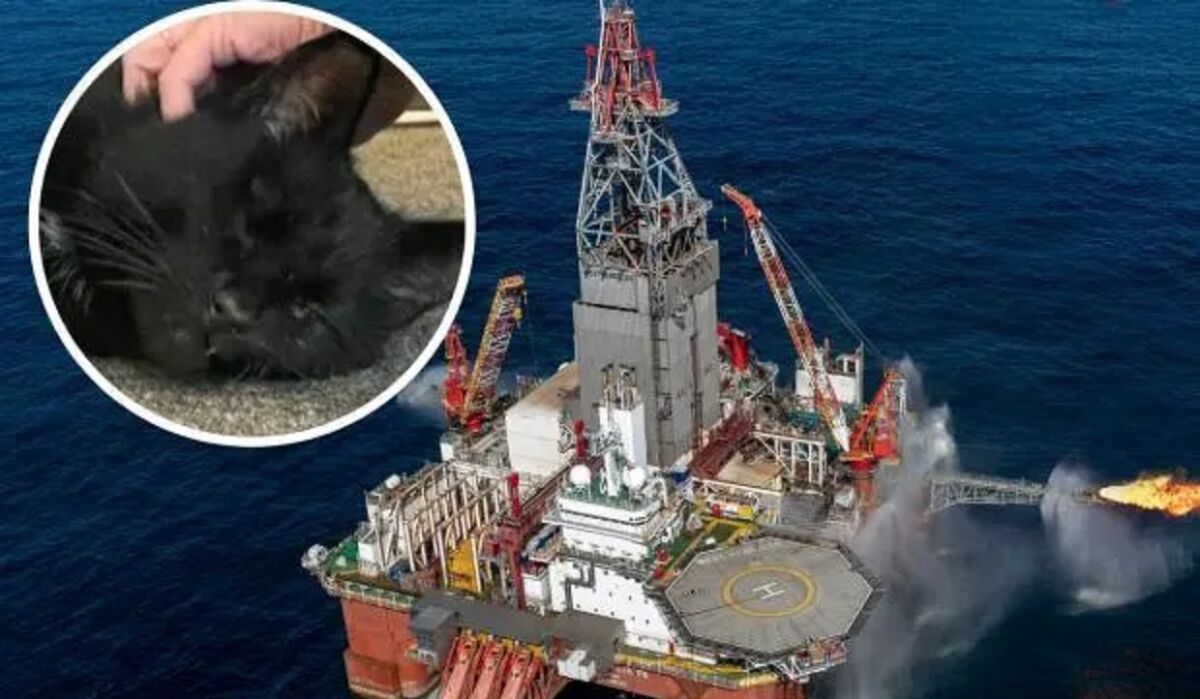 Encuentran a gato extraviado hace 5 años en una plataforma petrolera en el mar 1 Encuentran a gato extraviado hace 5 años en una plataforma petrolera en el mar Un gato que desapareció hace cinco años de su hogar en Escocia fue encontrado en una plataforma petrolera frente al puerto de Peterhead, en la costa de Aberdeenshire, en el noreste de Escocia.