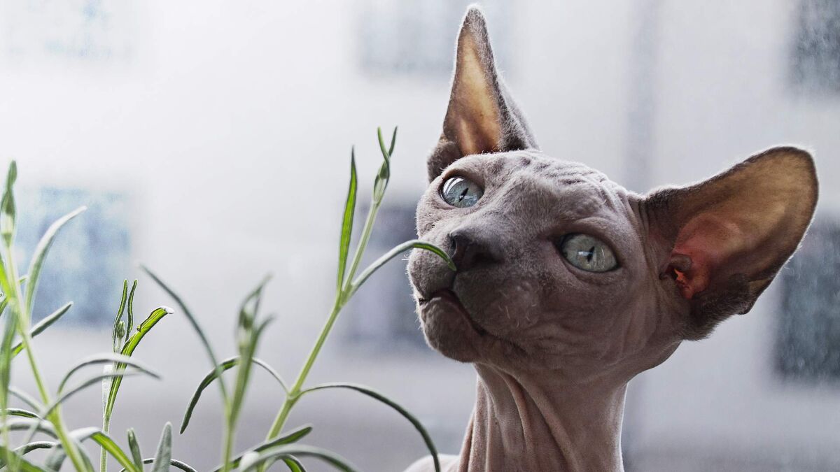 Los gatos, ¿animales de otro planeta? 2 Los gatos, ¿animales de otro planeta? Para muchas personas los gatos son animales adorables, a tal punto que los escogen como mascotas y hasta los tratan como si fueran un miembro más de la familia. No obstante, para los adeptos de las teorías de la conspiración se trata en realidad de espías de seres de otros planetas, quienes estudian todas nuestras rutinas y comportamientos gracias a los reportes que estos cuadrúpedos les entregan.
