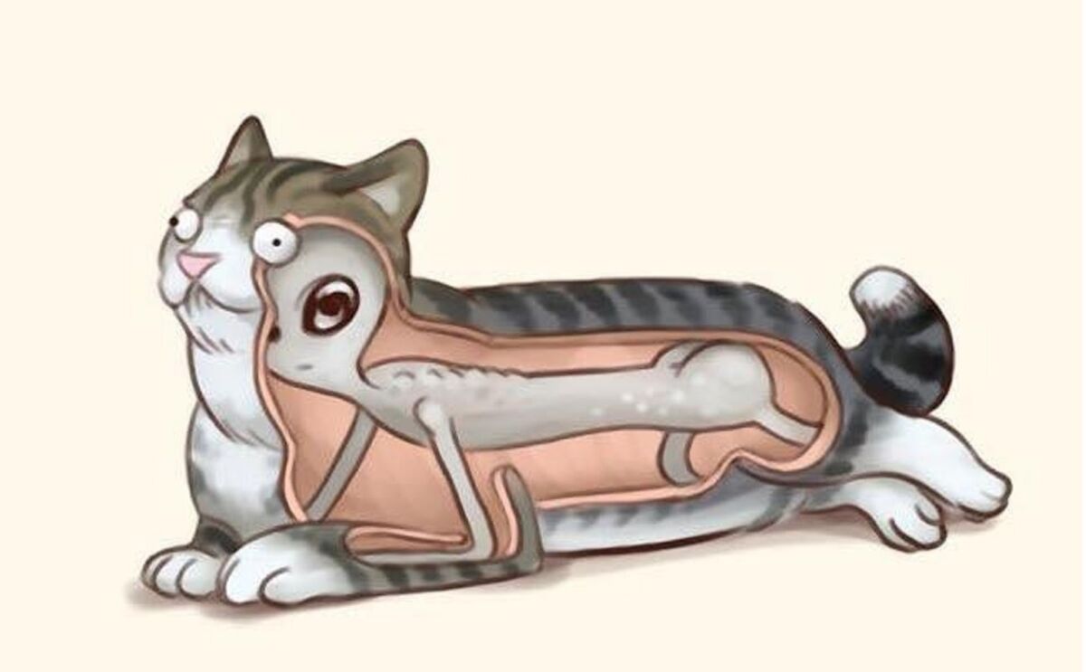 Los gatos, ¿animales de otro planeta? 1 Los gatos, ¿animales de otro planeta? Para muchas personas los gatos son animales adorables, a tal punto que los escogen como mascotas y hasta los tratan como si fueran un miembro más de la familia. No obstante, para los adeptos de las teorías de la conspiración se trata en realidad de espías de seres de otros planetas, quienes estudian todas nuestras rutinas y comportamientos gracias a los reportes que estos cuadrúpedos les entregan.