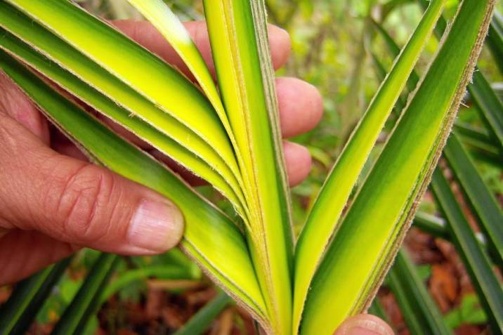 Lanzan campaña para evitar uso de palma de cera y de vino en Domingo de Ramos Ya solo quedan tres días para la tradicional celebración católica del Domingo de Ramos, y con el fin de evitar un impacto contra el tráfico de flora y fauna silvestre, la Secretaría de Ambiente lanzó este jueves una campaña que busca sensibilizar a los bogotanos sobre la compra de estos productos.
