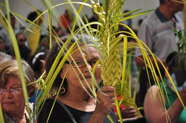 Lanzan campaña para evitar uso de palma de cera y de vino en Domingo de Ramos Ya solo quedan tres días para la tradicional celebración católica del Domingo de Ramos, y con el fin de evitar un impacto contra el tráfico de flora y fauna silvestre, la Secretaría de Ambiente lanzó este jueves una campaña que busca sensibilizar a los bogotanos sobre la compra de estos productos.