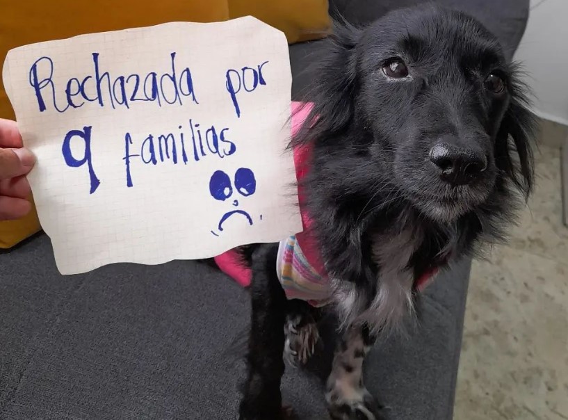 A perrita la rechazaron en nueve hogares y por fin encontró una familia 6 A perrita la rechazaron en nueve hogares y por fin encontró una familia Quienes rescatan animales son testigos de la maldad con la que muchas veces tratamos a otros seres. La historia de la perrita Selene, que fue publicada en las redes sociales (@rescates_especiales13) de un rescatista de animales, es prueba de ello.
