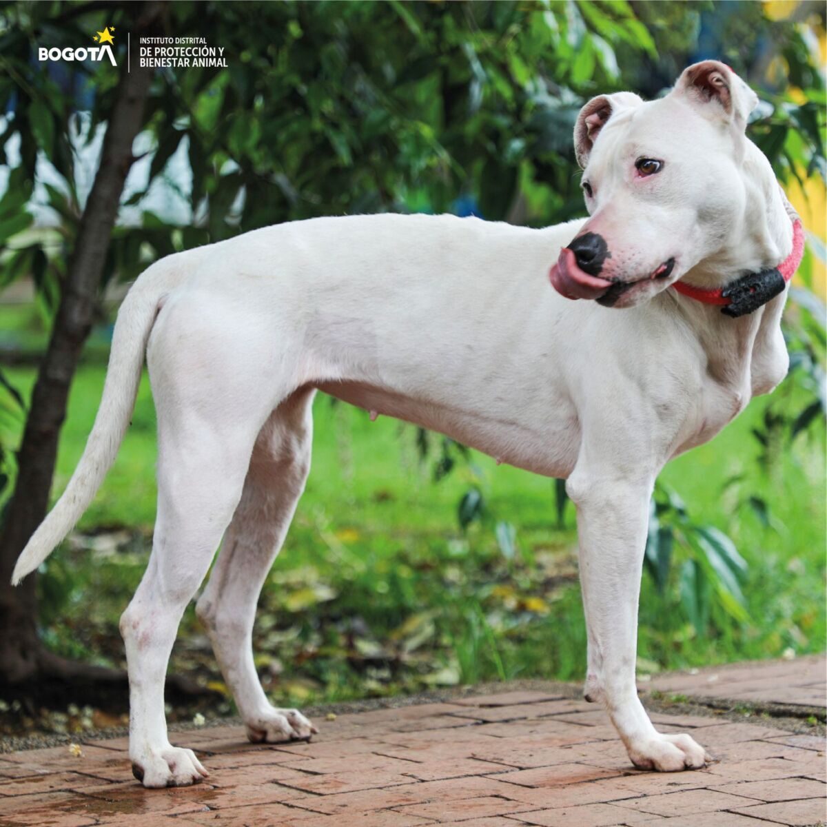 ¡Programase! Hay nuevas jornadas de adopción de perritos El Instituto Distrital de Protección y Bienestar Animal, estará realizando nuevas jornadas de adopción en diferentes espacios de la Capital, para que los interesados en darles una segunda oportunidad a los perritos se acerquen y hagan el proceso para darle mucho amor a estos peluditos.