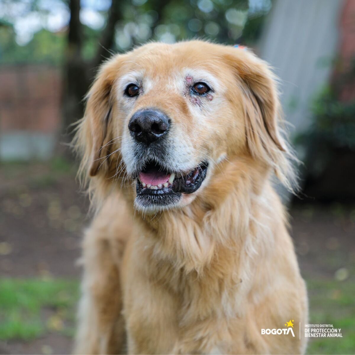 ¡Programase! Hay nuevas jornadas de adopción de perritos El Instituto Distrital de Protección y Bienestar Animal, estará realizando nuevas jornadas de adopción en diferentes espacios de la Capital, para que los interesados en darles una segunda oportunidad a los perritos se acerquen y hagan el proceso para darle mucho amor a estos peluditos.