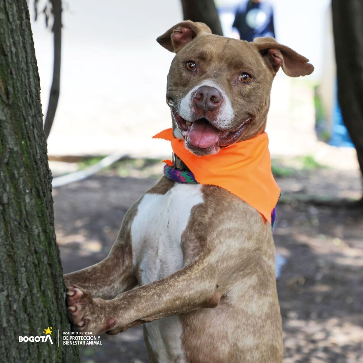 ¡Programase! Hay nuevas jornadas de adopción de perritos El Instituto Distrital de Protección y Bienestar Animal, estará realizando nuevas jornadas de adopción en diferentes espacios de la Capital, para que los interesados en darles una segunda oportunidad a los perritos se acerquen y hagan el proceso para darle mucho amor a estos peluditos.