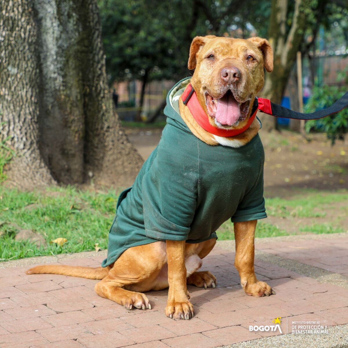 ¡Programase! Hay nuevas jornadas de adopción de perritos El Instituto Distrital de Protección y Bienestar Animal, estará realizando nuevas jornadas de adopción en diferentes espacios de la Capital, para que los interesados en darles una segunda oportunidad a los perritos se acerquen y hagan el proceso para darle mucho amor a estos peluditos.
