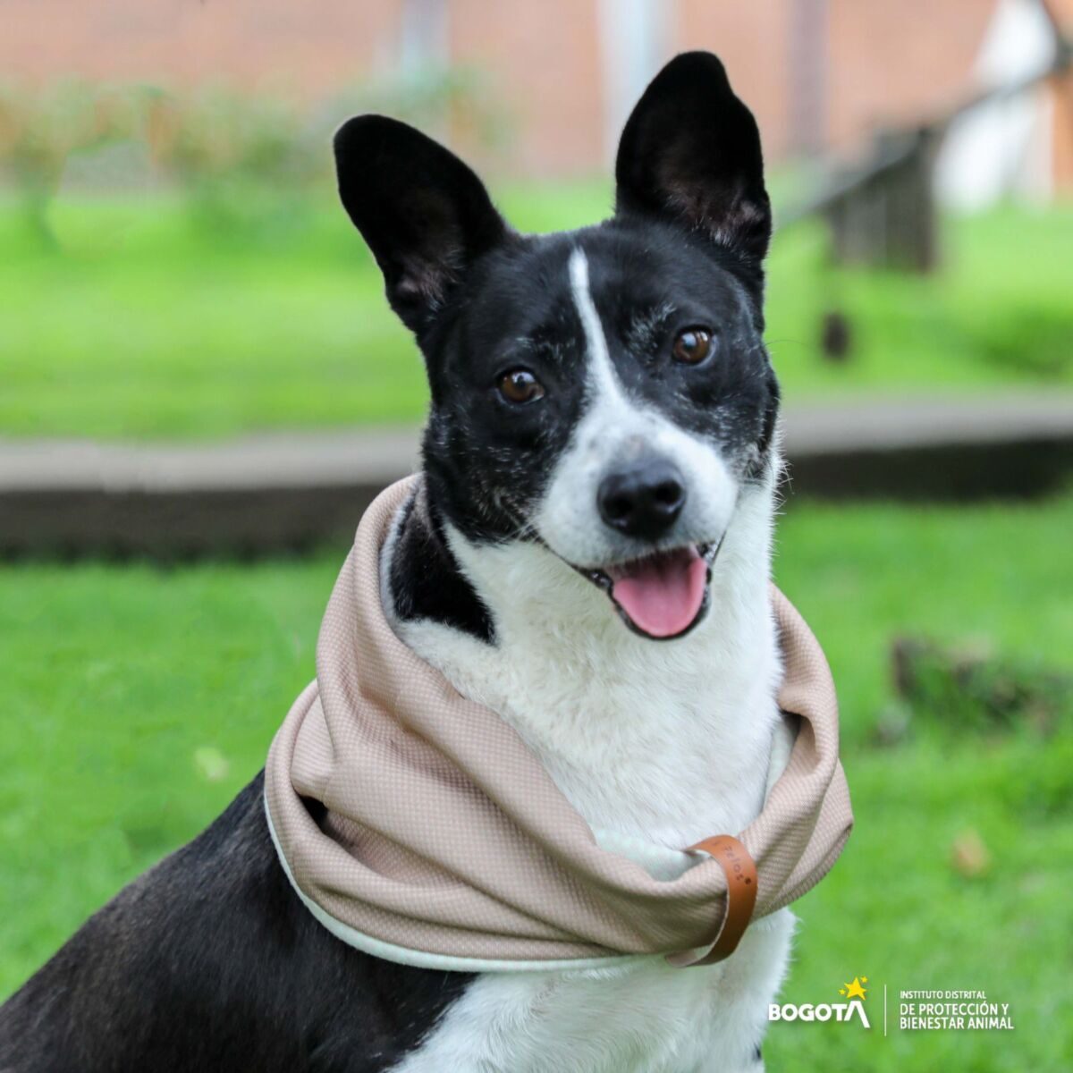 ¡Programase! Hay nuevas jornadas de adopción de perritos El Instituto Distrital de Protección y Bienestar Animal, estará realizando nuevas jornadas de adopción en diferentes espacios de la Capital, para que los interesados en darles una segunda oportunidad a los perritos se acerquen y hagan el proceso para darle mucho amor a estos peluditos.