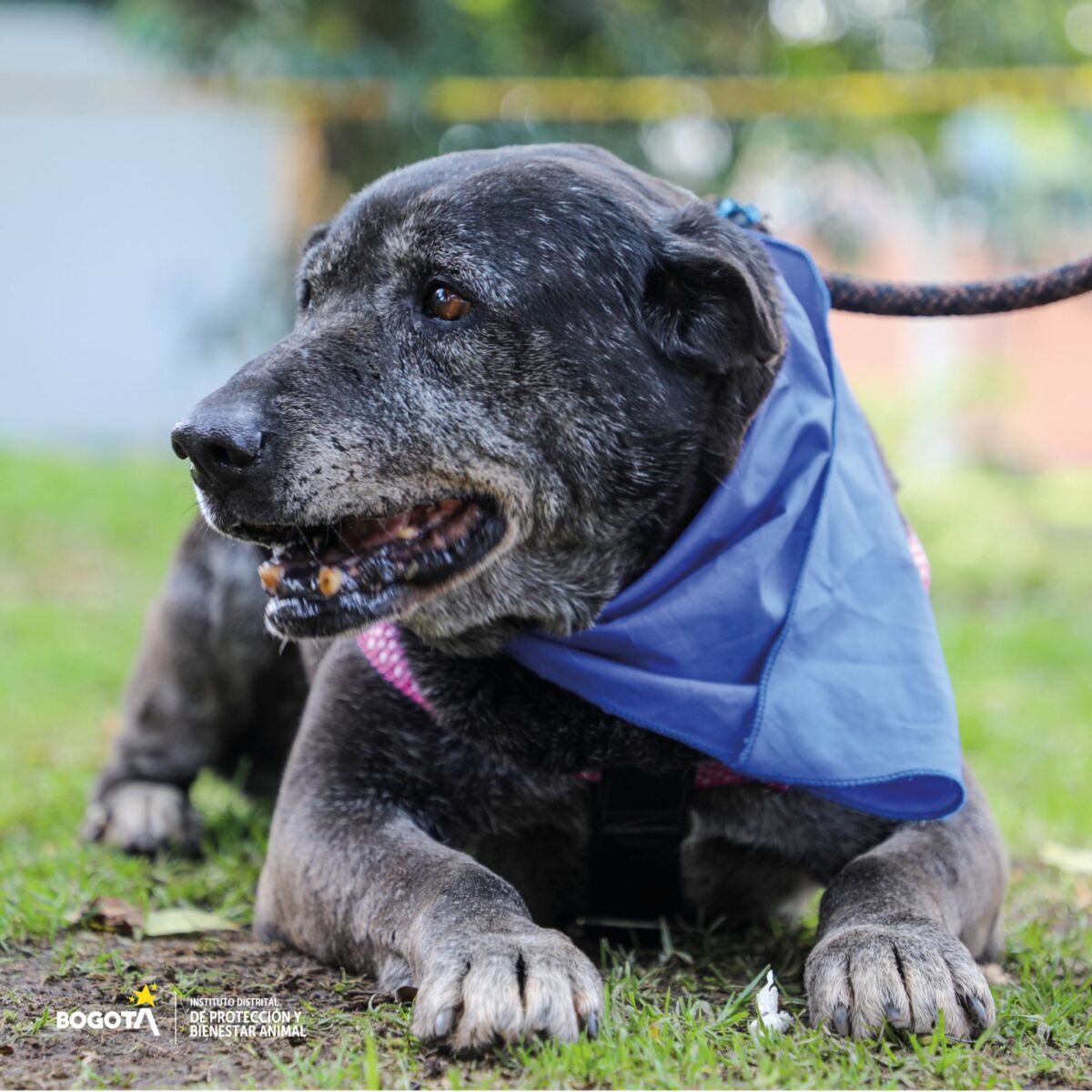 ¡Programase! Hay nuevas jornadas de adopción de perritos El Instituto Distrital de Protección y Bienestar Animal, estará realizando nuevas jornadas de adopción en diferentes espacios de la Capital, para que los interesados en darles una segunda oportunidad a los perritos se acerquen y hagan el proceso para darle mucho amor a estos peluditos.