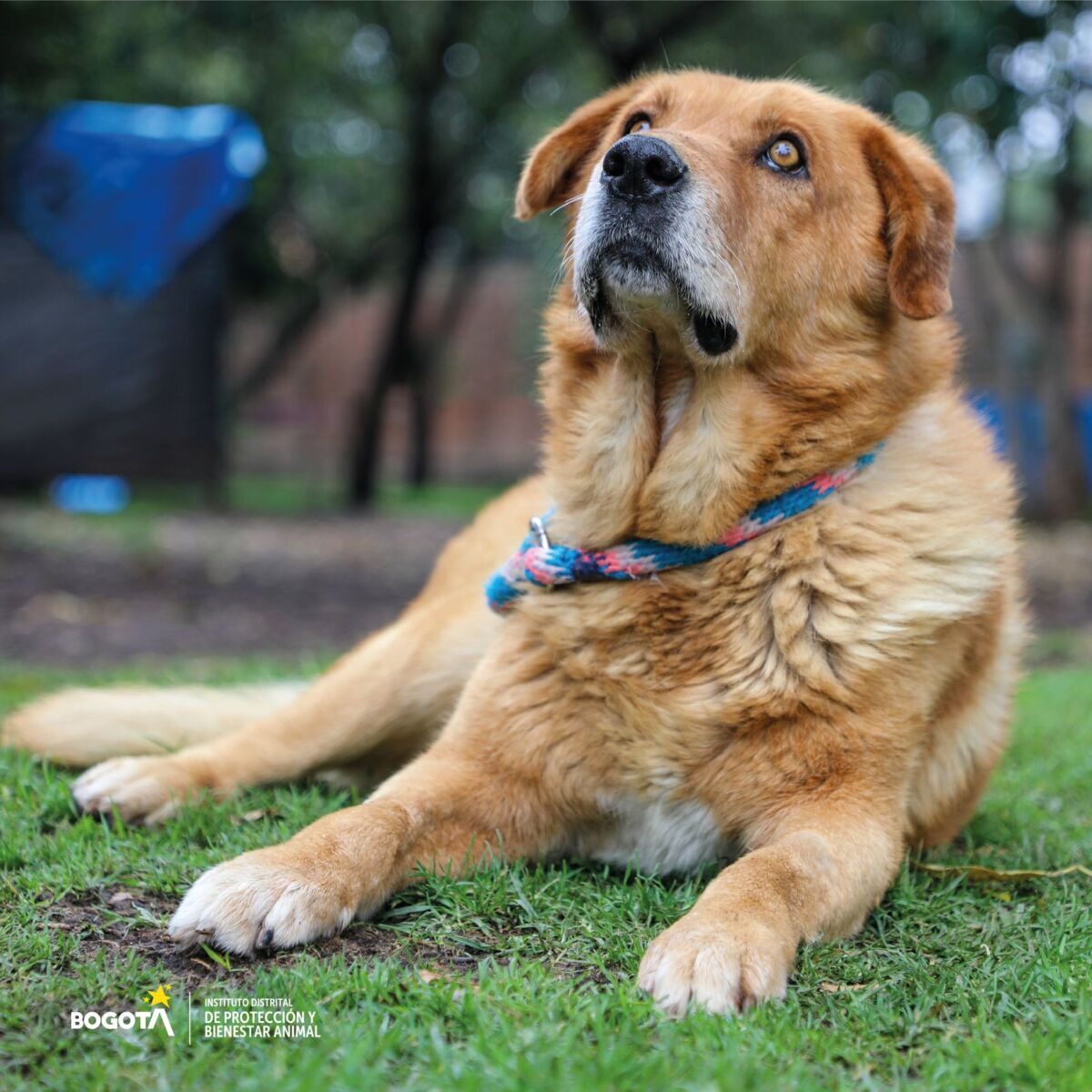 ¡Programase! Hay nuevas jornadas de adopción de perritos El Instituto Distrital de Protección y Bienestar Animal, estará realizando nuevas jornadas de adopción en diferentes espacios de la Capital, para que los interesados en darles una segunda oportunidad a los perritos se acerquen y hagan el proceso para darle mucho amor a estos peluditos.