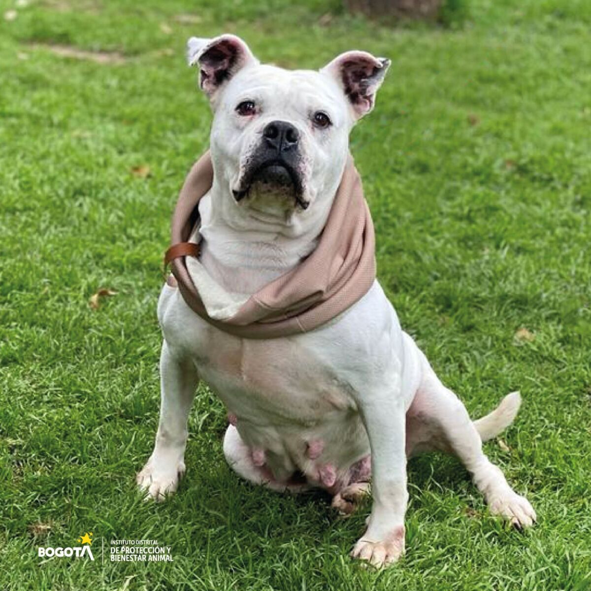 ¡Programase! Hay nuevas jornadas de adopción de perritos El Instituto Distrital de Protección y Bienestar Animal, estará realizando nuevas jornadas de adopción en diferentes espacios de la Capital, para que los interesados en darles una segunda oportunidad a los perritos se acerquen y hagan el proceso para darle mucho amor a estos peluditos.
