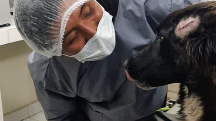 Perro evitó que asesinaran a su dueña y resultó herido Jackson, un perro adoptado, evitó que su dueña y la mujer que lo rescató hace varios años, fuera asesinada por su pareja sentimental. El hecho ocurrió en Bolivia.