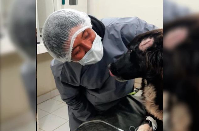 Perro evitó que asesinaran a su dueña y resultó herido Jackson, un perro adoptado, evitó que su dueña y la mujer que lo rescató hace varios años, fuera asesinada por su pareja sentimental. El hecho ocurrió en Bolivia.