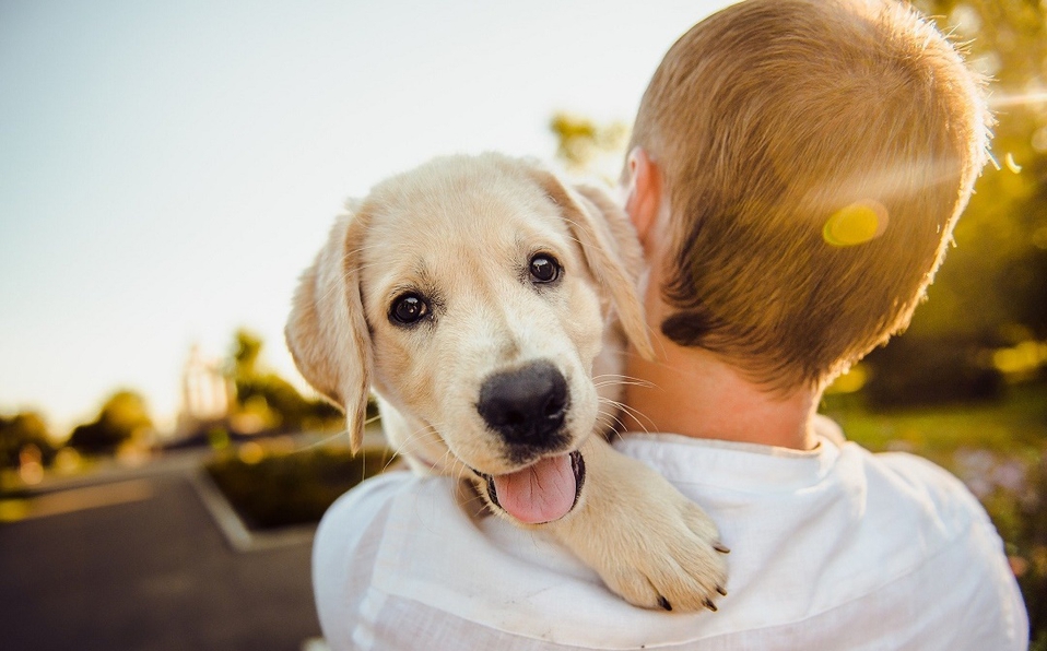 Canceló la boda debido a que su prometida casi mata a su perro Un hombre canceló su boda luego de que su prometida tuviera un descuido con su perro en la despedida de soltera.