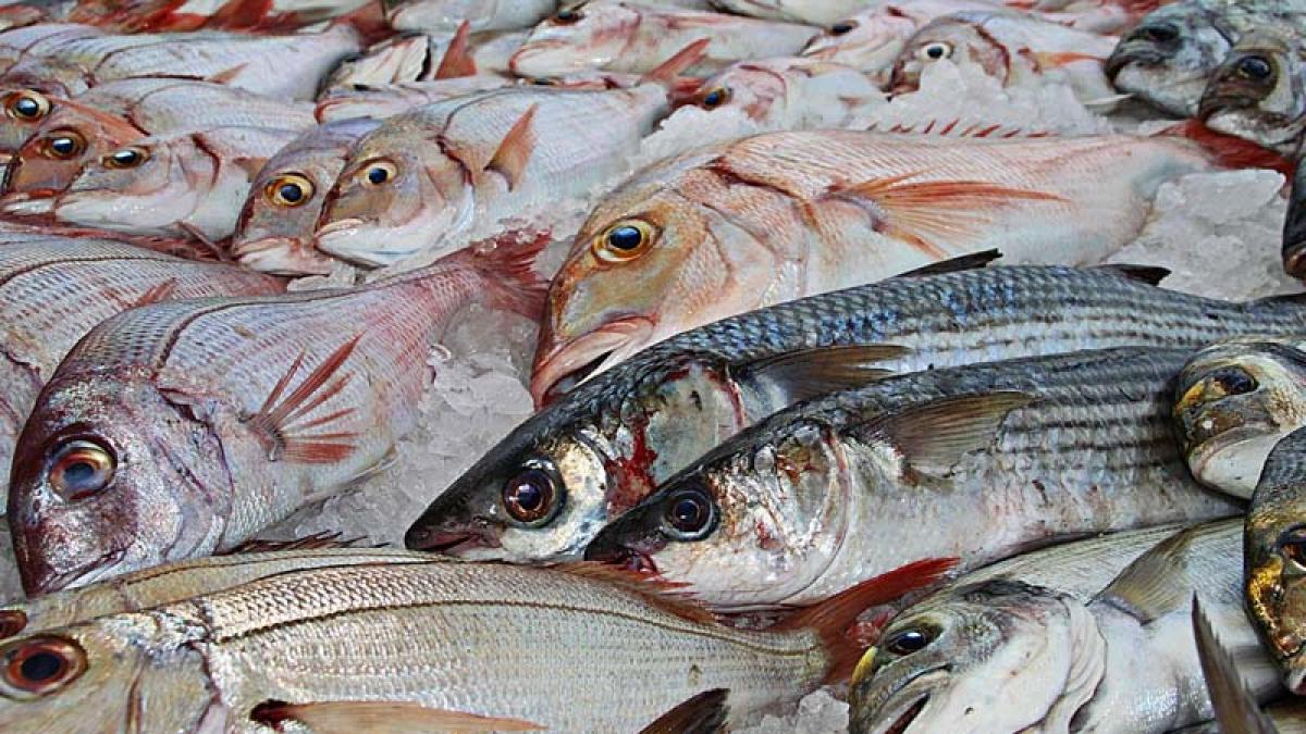 A pocos días de Semana Santa, así están los precios del pescado en Bogotá A tan solo unos días del inicio de Semana Santa y en medio de la preocupante alza en los precios de varios alimentos, muchos bogotanos se preguntan sobre si el pescado va a ser una opción de compra al alcance para estos días tradicionales en la fe católica.